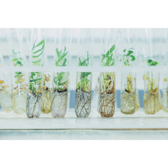Plante In Vitro