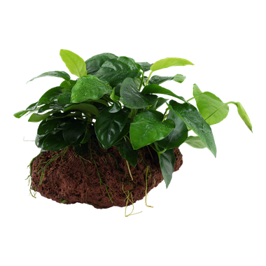 Plante epifite acvariu: Anubias, Bucephalandra, moss  endler