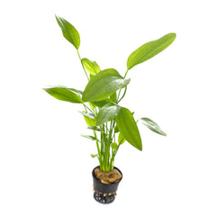 Plante de Fundal cu Dimensiune Mare