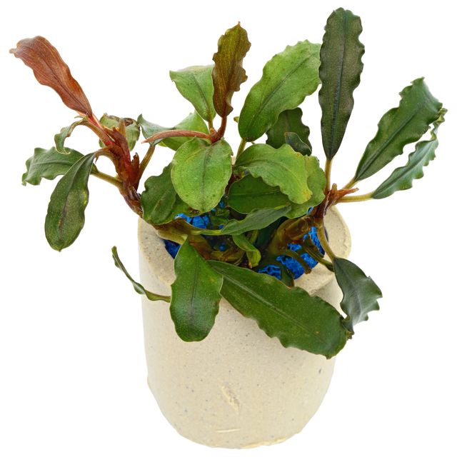 Bucephalandra acvariu: plante pe lemn si piatra – endler