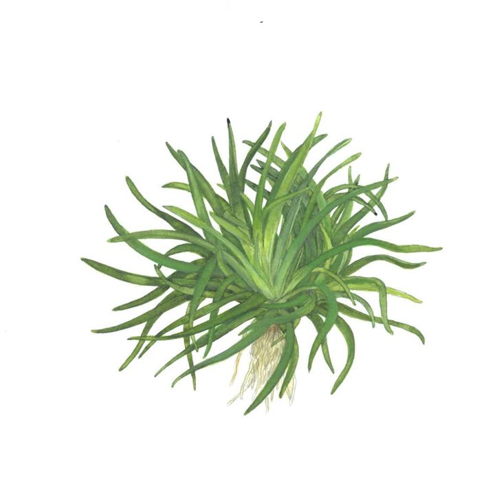 Planta naturala de acvariu, Tropica, Eriocaulon sp. Vietnam