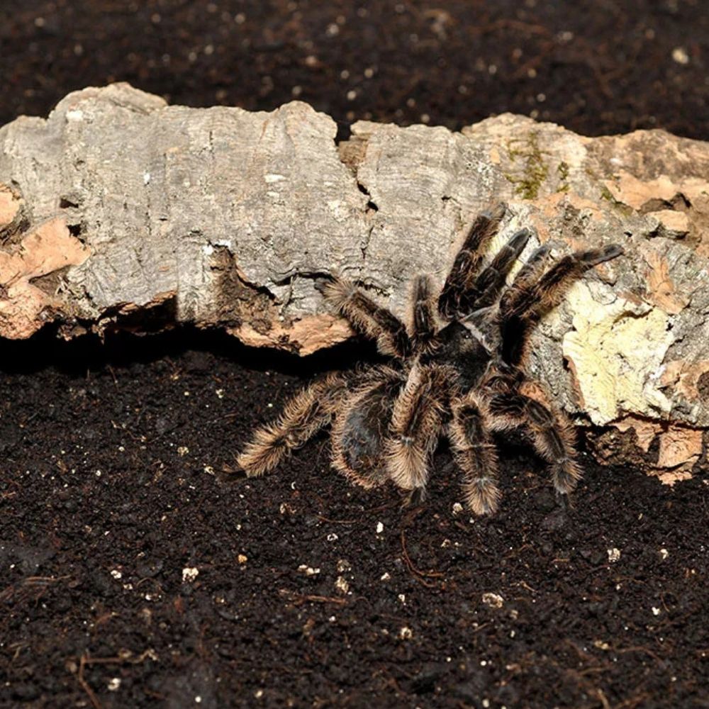 Substrat pentru paianjeni, Habistat Spider Bedding, 10 litri