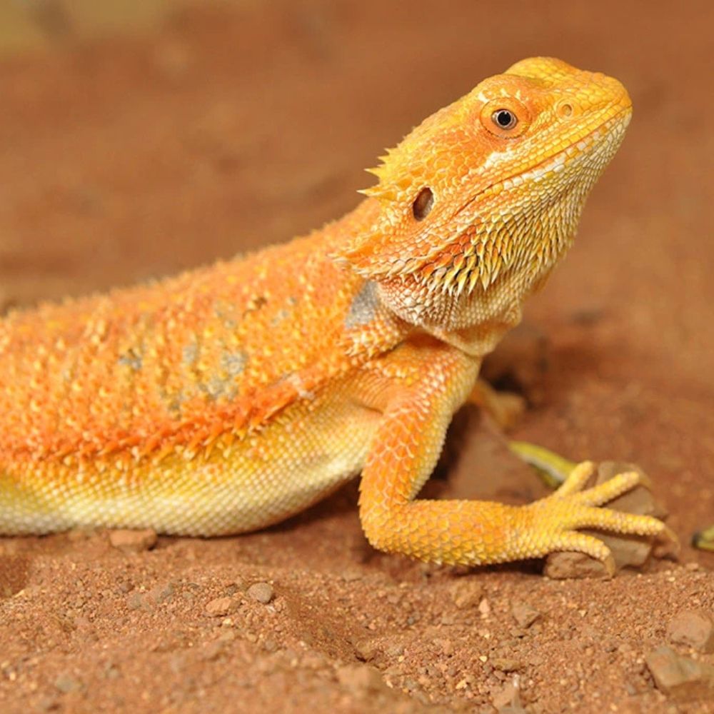 Substrat pentru agame cu barba, HabiStat Bearded Dragon Bedding, 10 kg