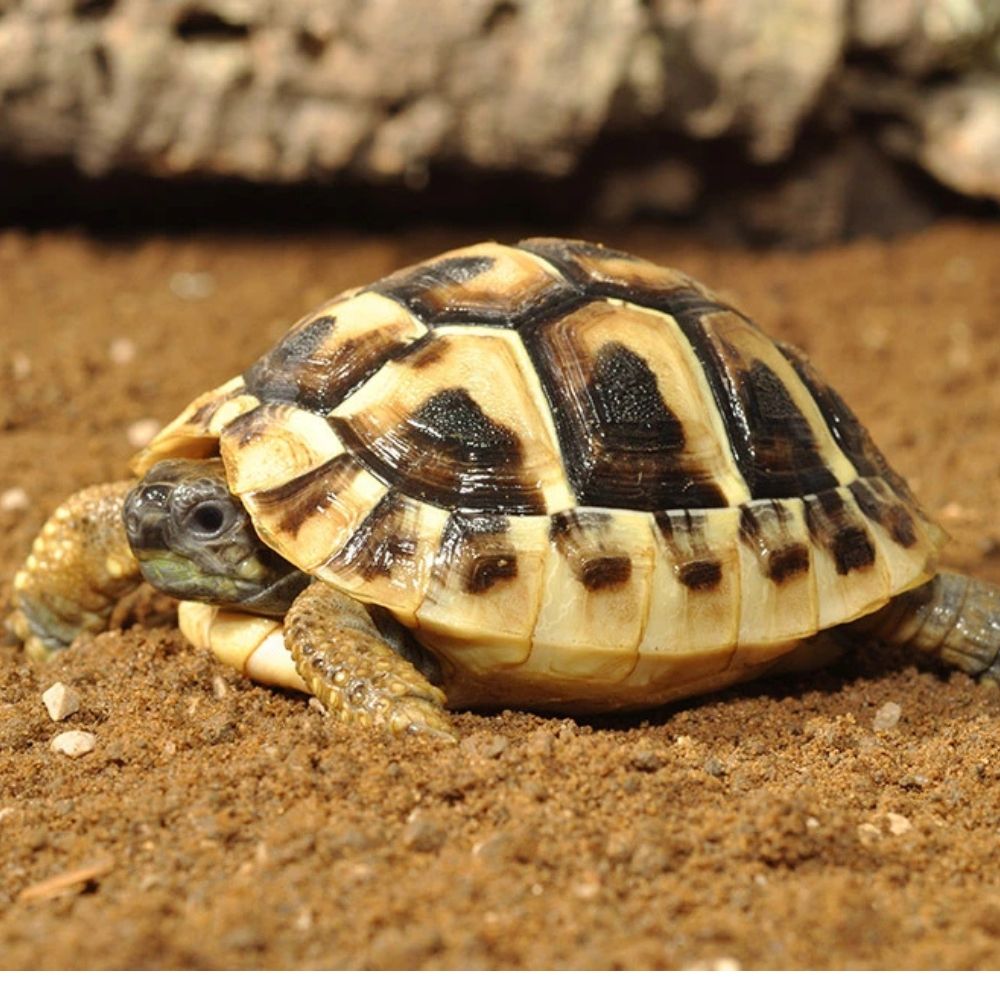 Substrat pentru testoase, Habistat Tortoise Bedding, 10 Litri