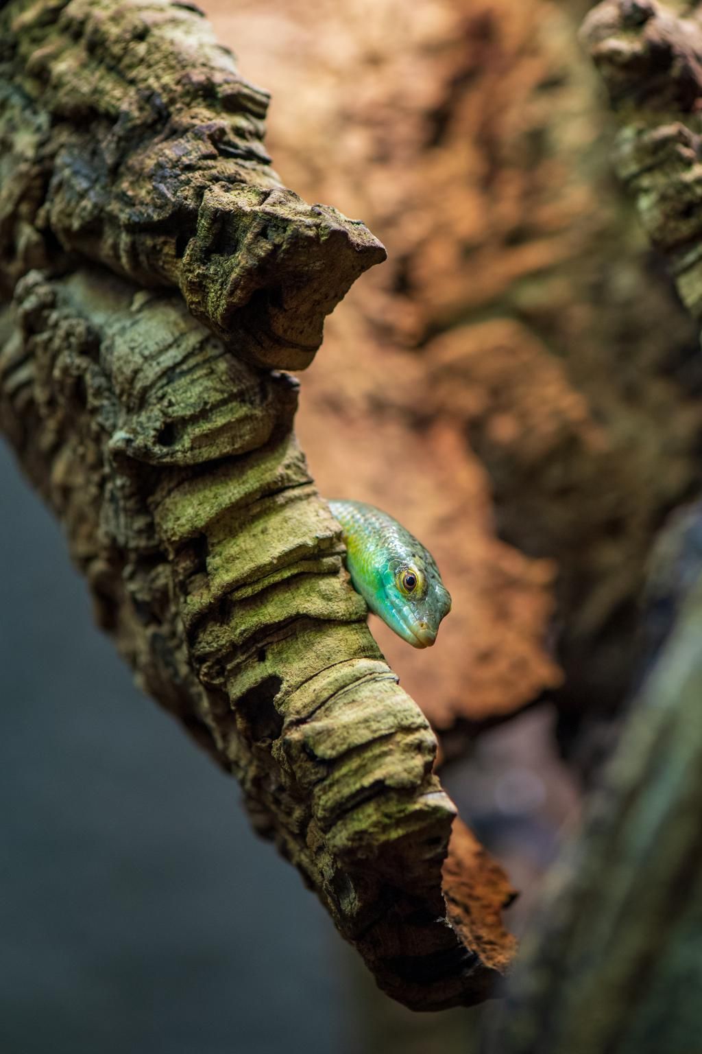 Olive Tree Skink (Dasia olivacea)