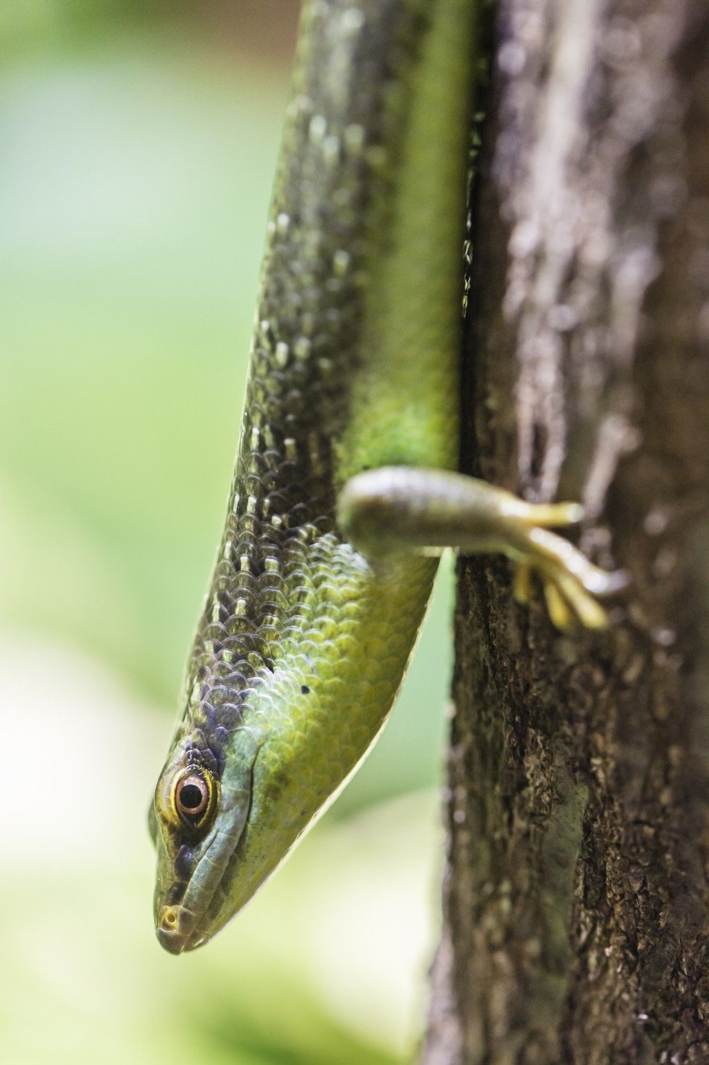 Olive Tree Skink (Dasia olivacea)