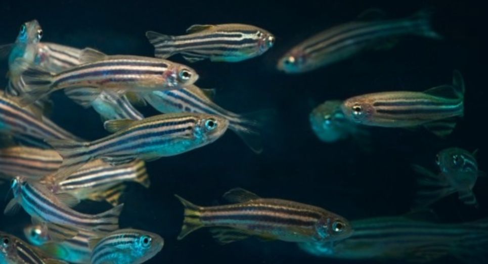 Brachydanio rerio (Zebra Danio) 3-3,5 cm