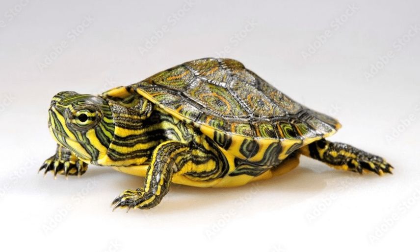 Trachemys venusta (Testoasa mexicana cu urechi galbene)