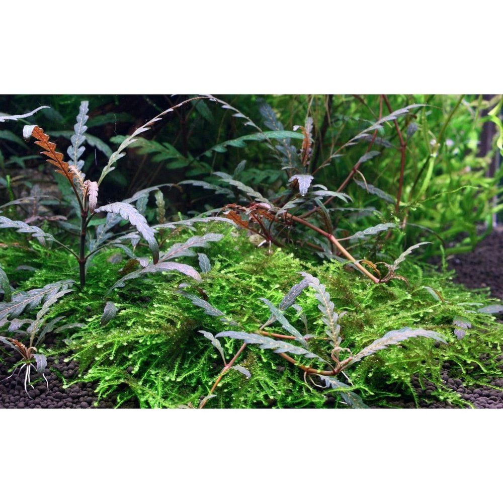 Planta naturala de acvariu, Tropica, Hygrophila pinnatifida 1-2-Grow!, 5 cm