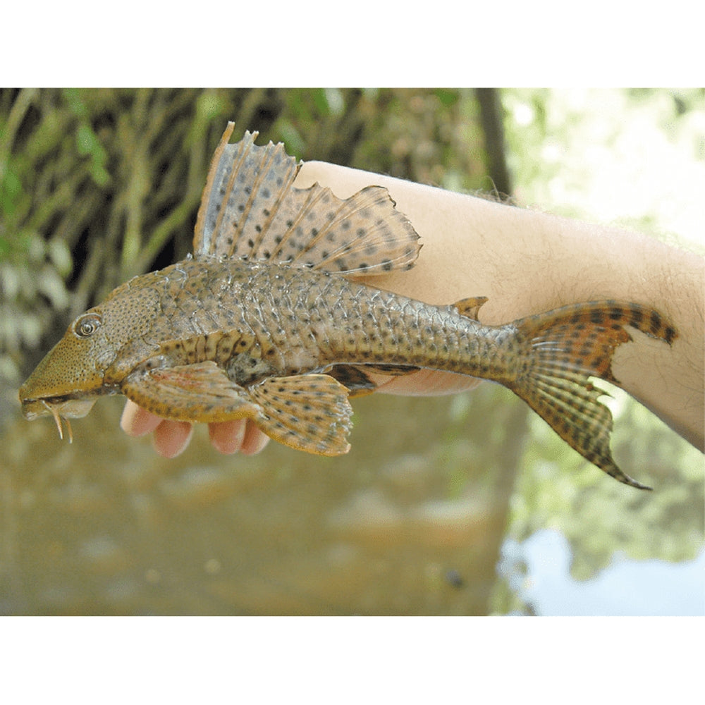 Hypo tomu Pleco tomu