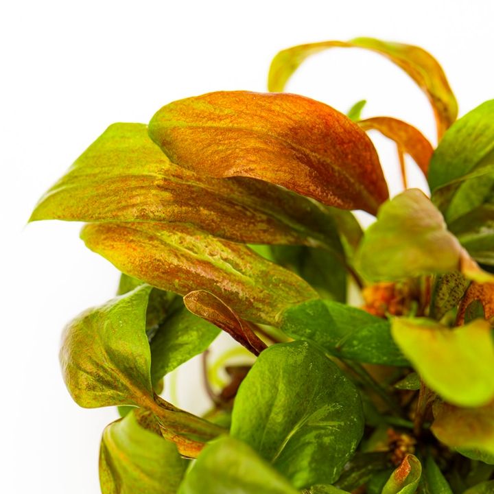 Planta naturala de acvariu, Tropica, Lysimachia parvivolia Red, 1-2-Grow!, 5 cm