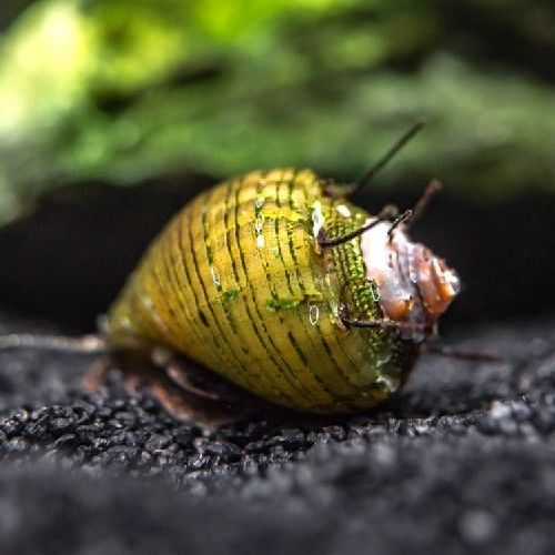 Melc Neritina sp. hair snail 1,5 cm