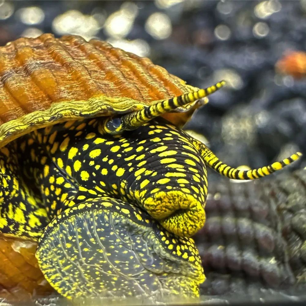 Melc vivipar, Tylomelania sp. yellow spot