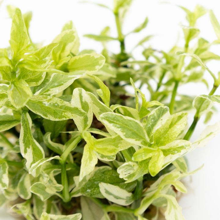 Planta naturala de acvariu, Tropica, Hygrophila polysperma White, 1-2-Go!, 5 cm