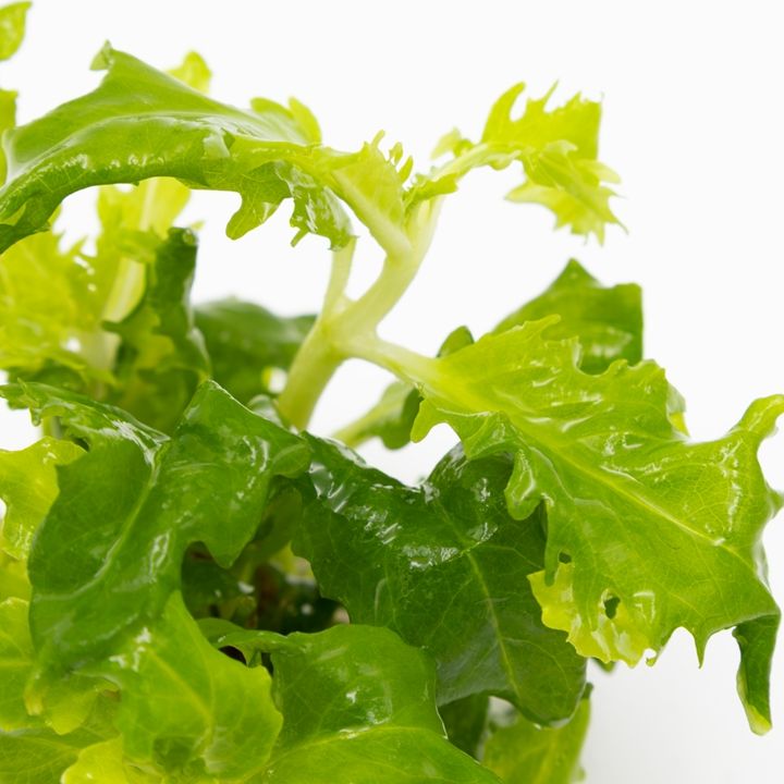 Planta naturala de acvariu, Hygrophila difformis 1-2-Grow!, 5 cm