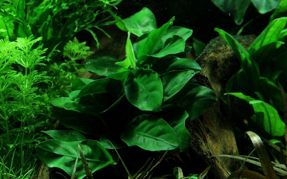 Planta naturala de acvariu, Tropica, Anubias barteri var. nana