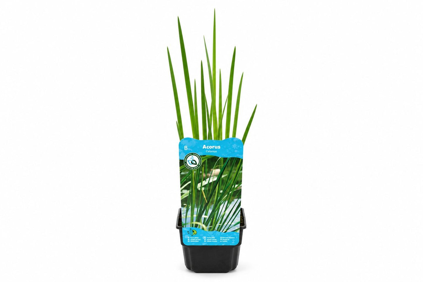 Acorus calamus verde nativ la ghiveci Moerings