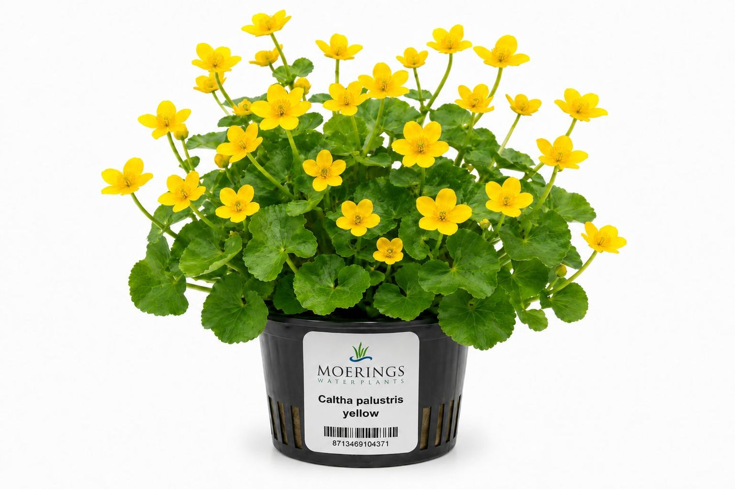 Caltha palustris galbena la ghiveci pentru iaz