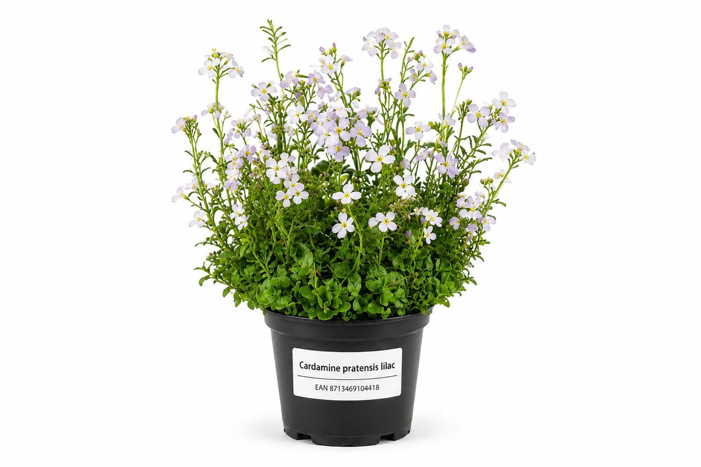 Cardamine pratensis lilac la ghiveci cu flori liliachii