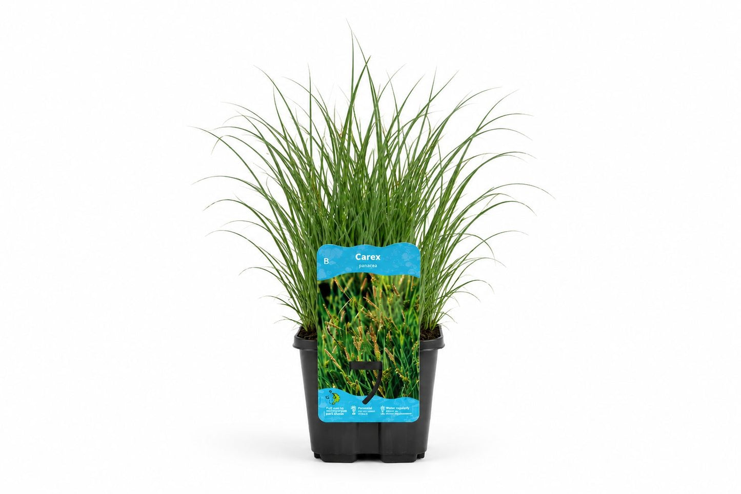 Carex panicea maro la ghiveci pentru marginea iazului