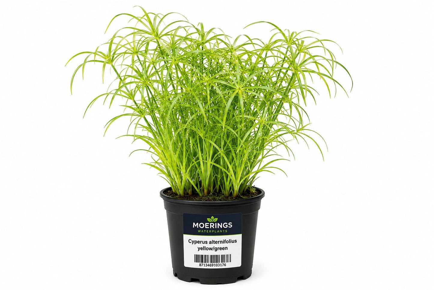Cyperus alternifolius galben-verde la ghiveci pentru iaz