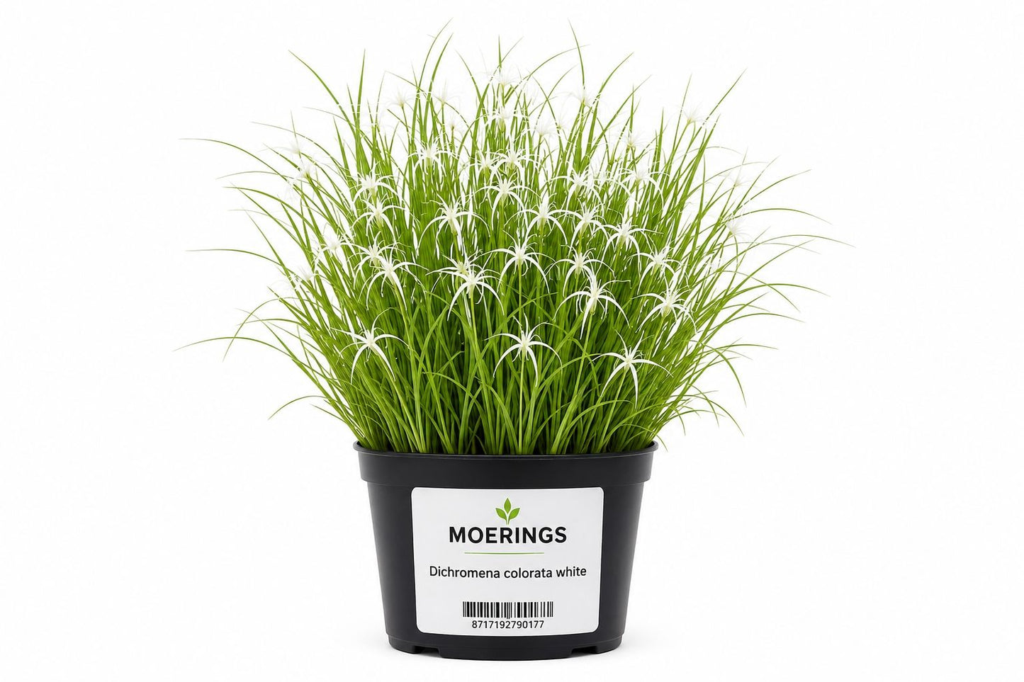 Planta Dichromena colorata alba in ghiveci Moerings, cu frunzis fin si bractee albe decorative