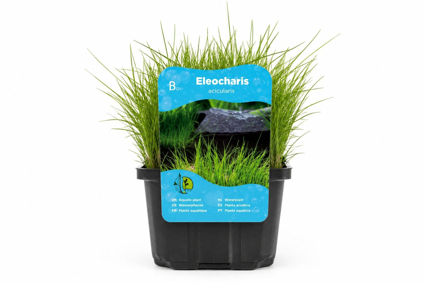 Planta Eleocharis acicularis la ghiveci Moerings, cu frunzis fin de iarba acvatica