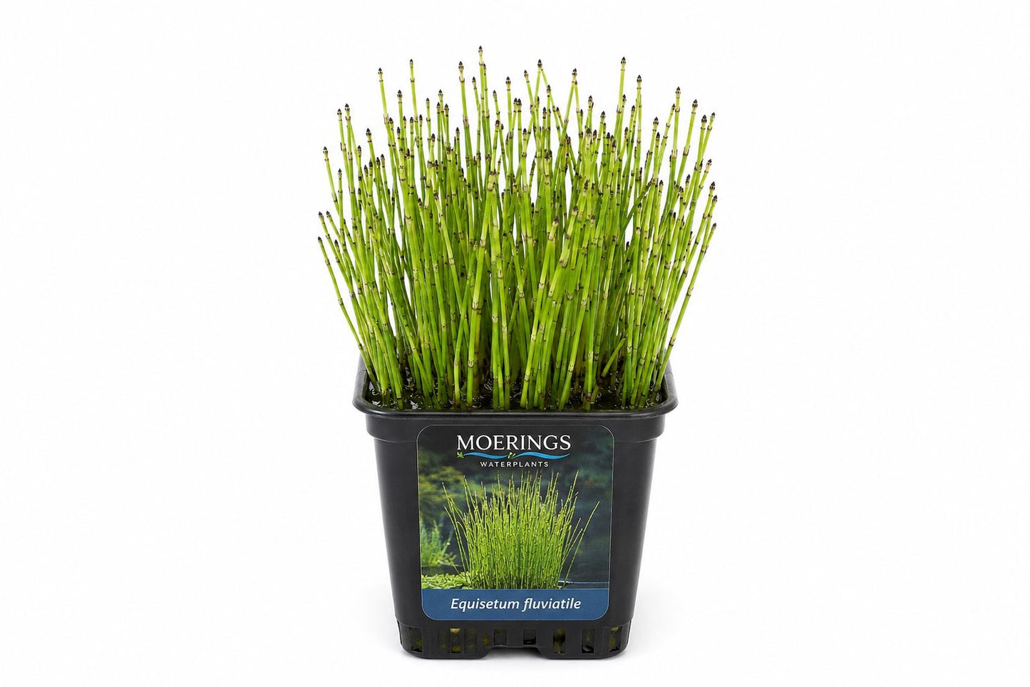 Equisetum fluviatile in ghiveci cu tulpini verzi segmentate