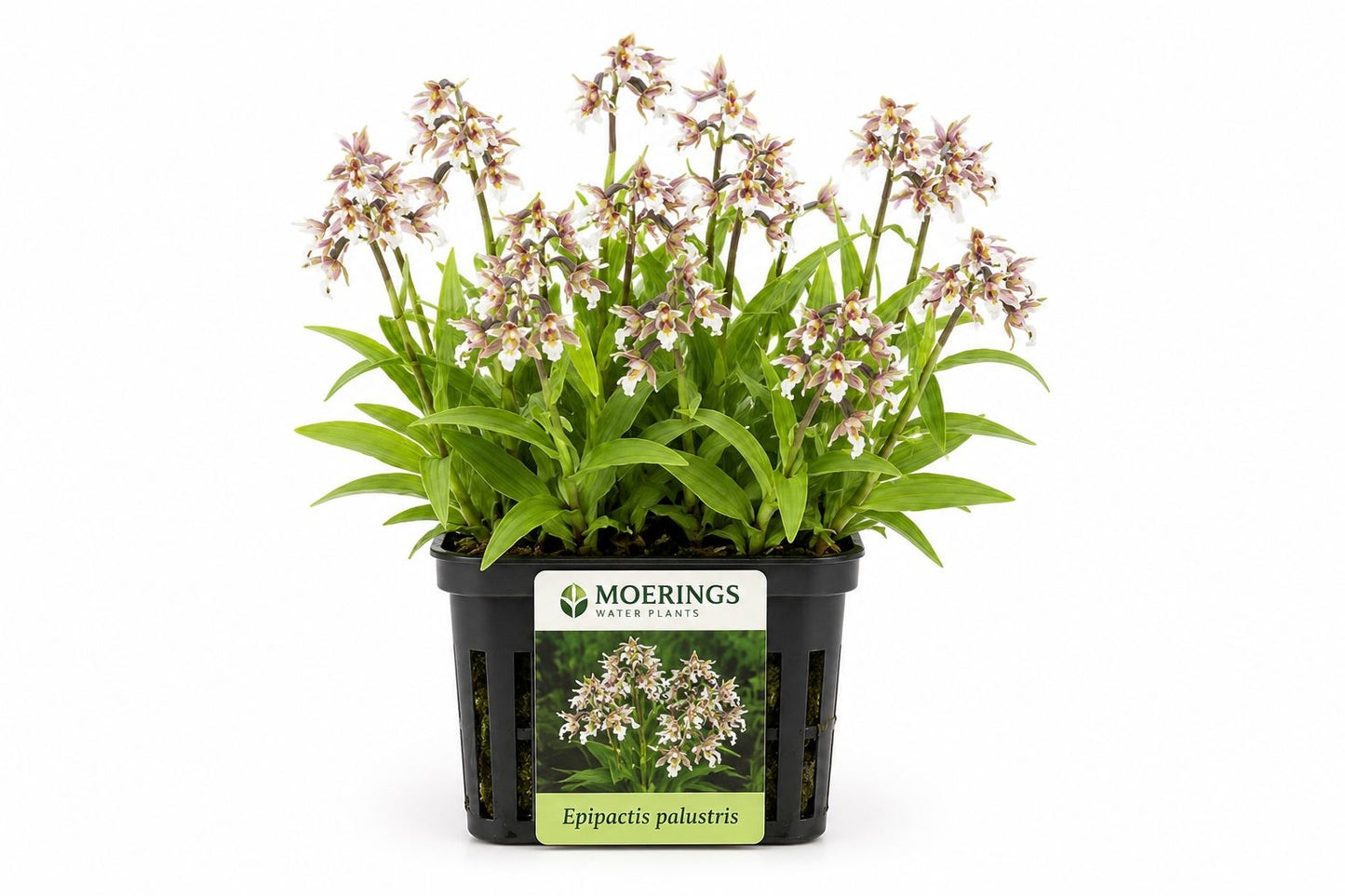 Epipactis palustris la ghiveci Moerings, orhidee de mlastina cu flori alb-roz