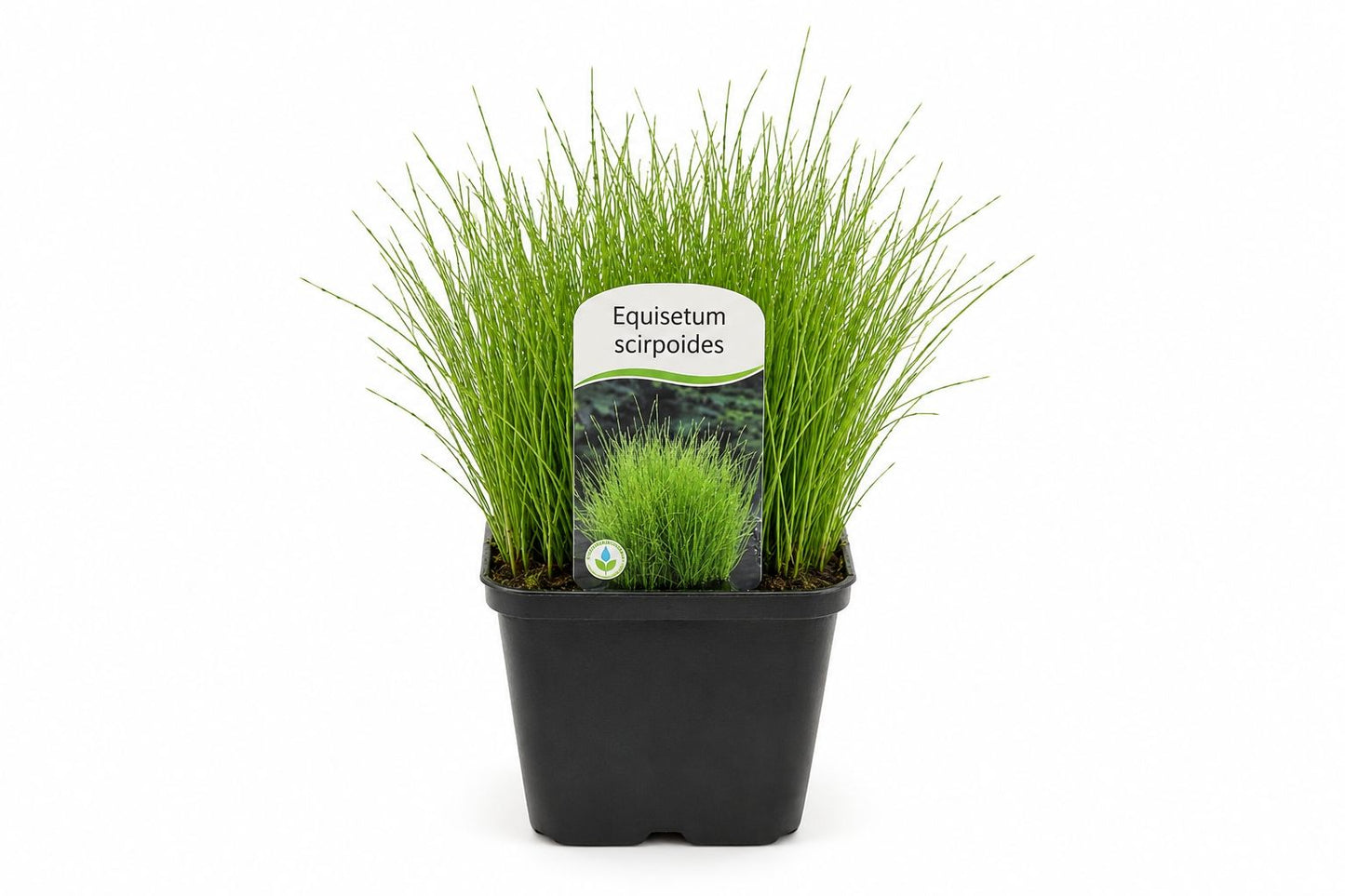 Equisetum scirpoides in ghiveci cu tulpini verzi subtiri si aspect compact