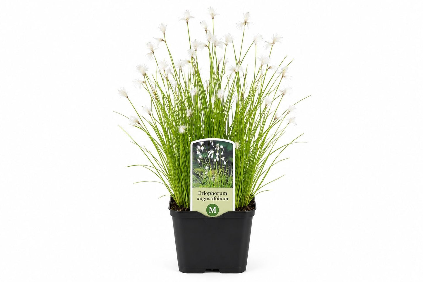 Eriophorum angustifolium nativ alb in ghiveci Moerings, cu frunze fine verzi si puf alb decorativ