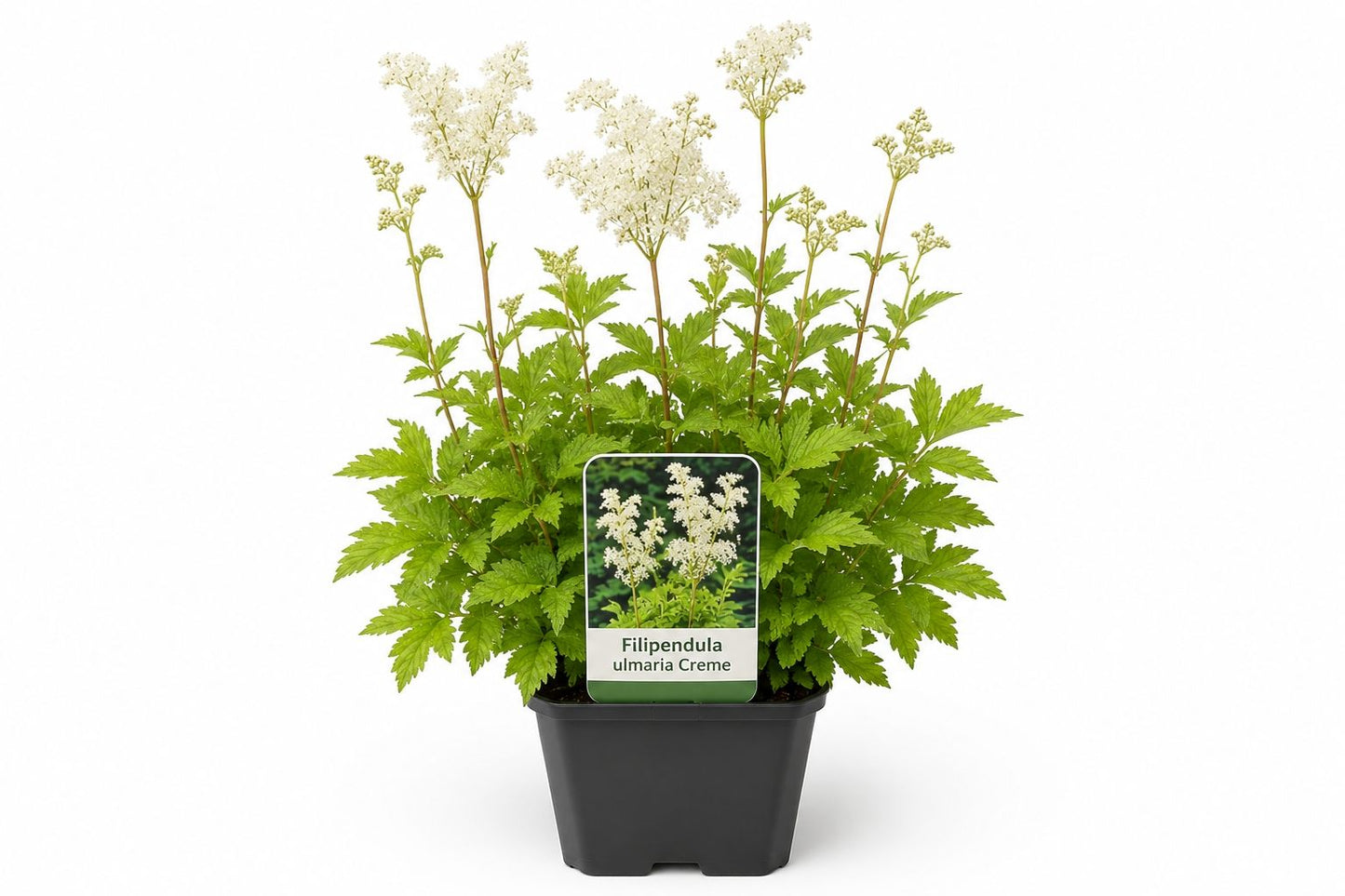 Filipendula ulmaria Creme in ghiveci Moerings, cu flori crem si frunzis verde zimtat
