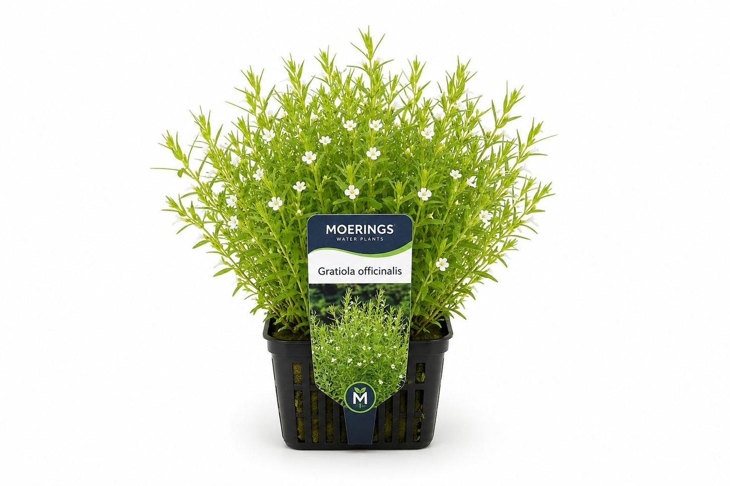 Gratiola officinalis alba in ghiveci Moerings, cu frunzis verde des si flori mici albe