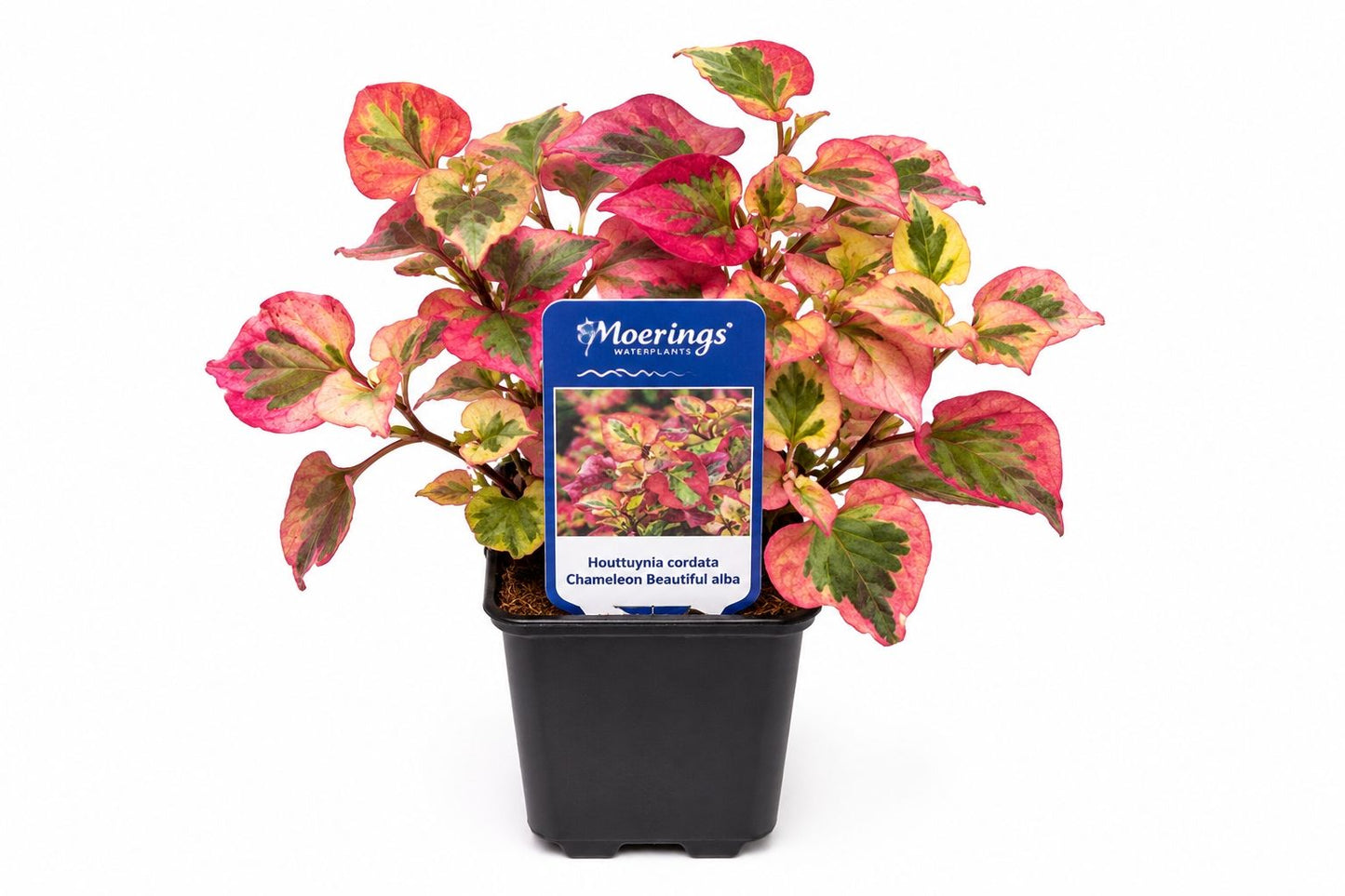 Houttuynia cordata Chameleon Beautiful alba in ghiveci Moerings, cu frunze variegate roz, galben si verde