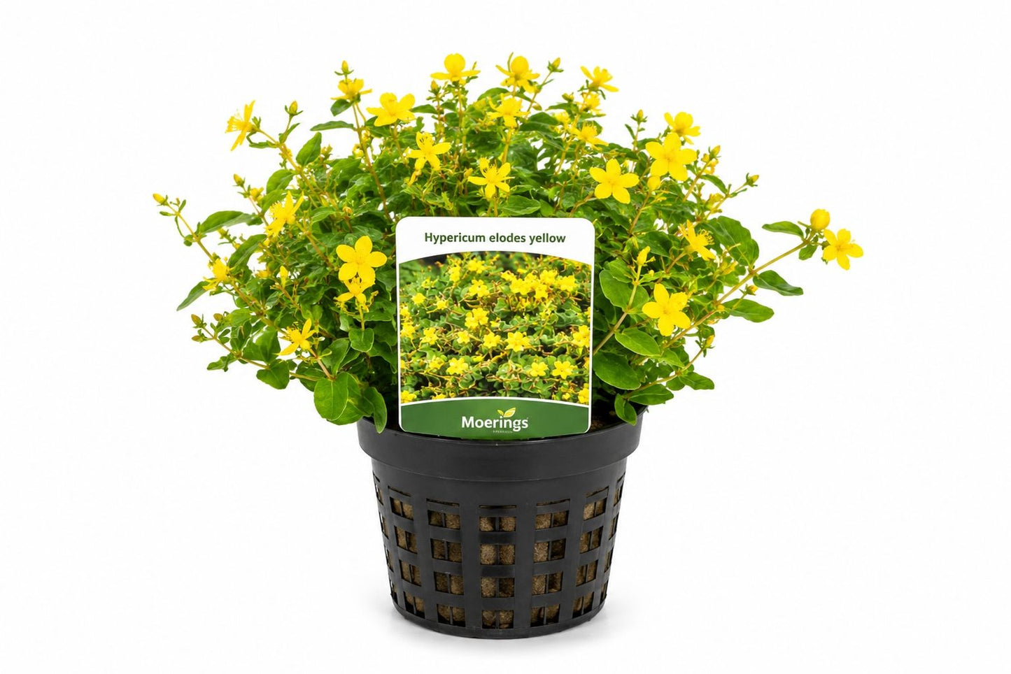 Hypericum elodes galben in ghiveci Moerings, cu flori galbene si frunzis verde