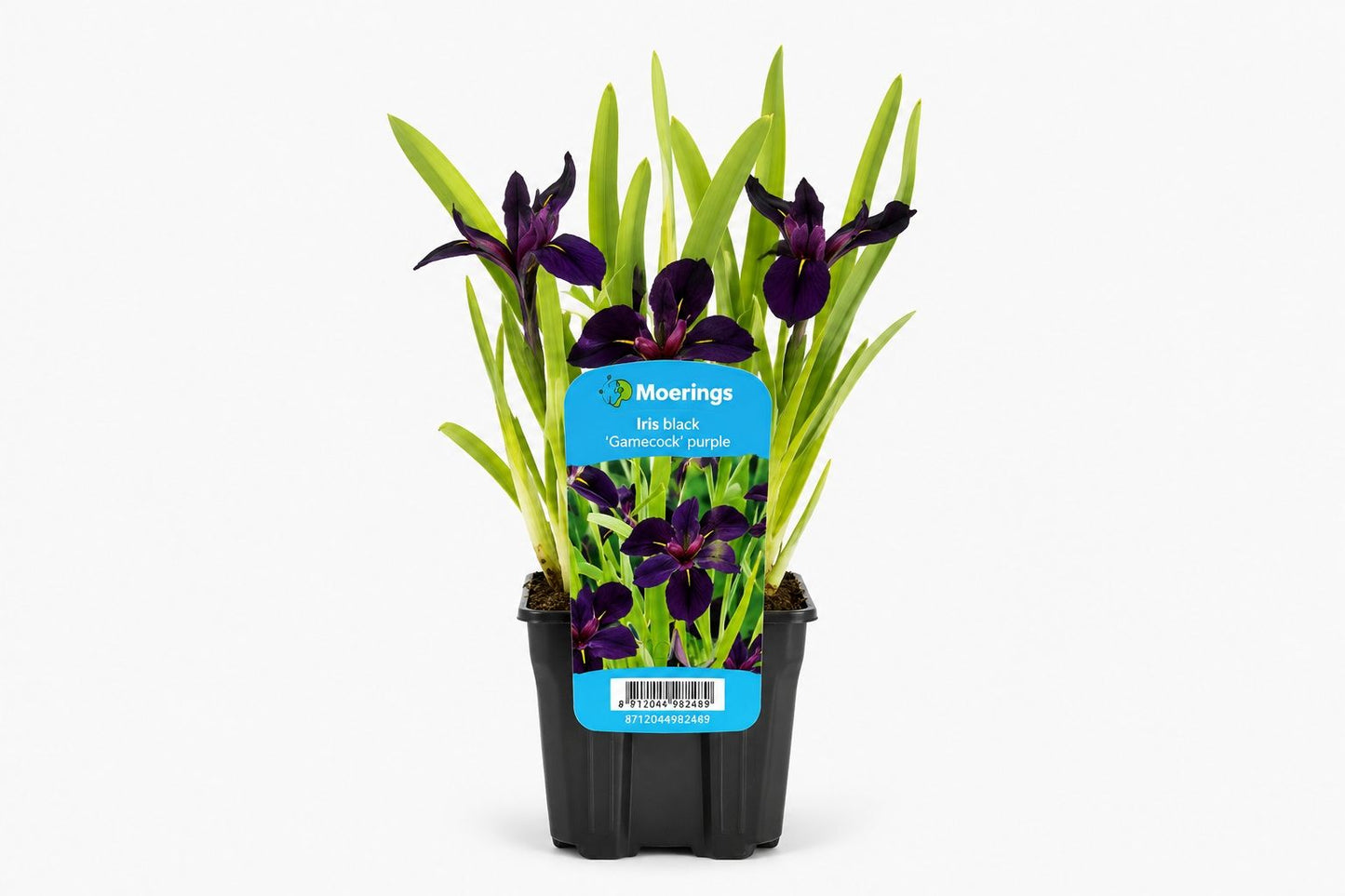 Iris Black Gamecock mov inchis la ghiveci, Moerings