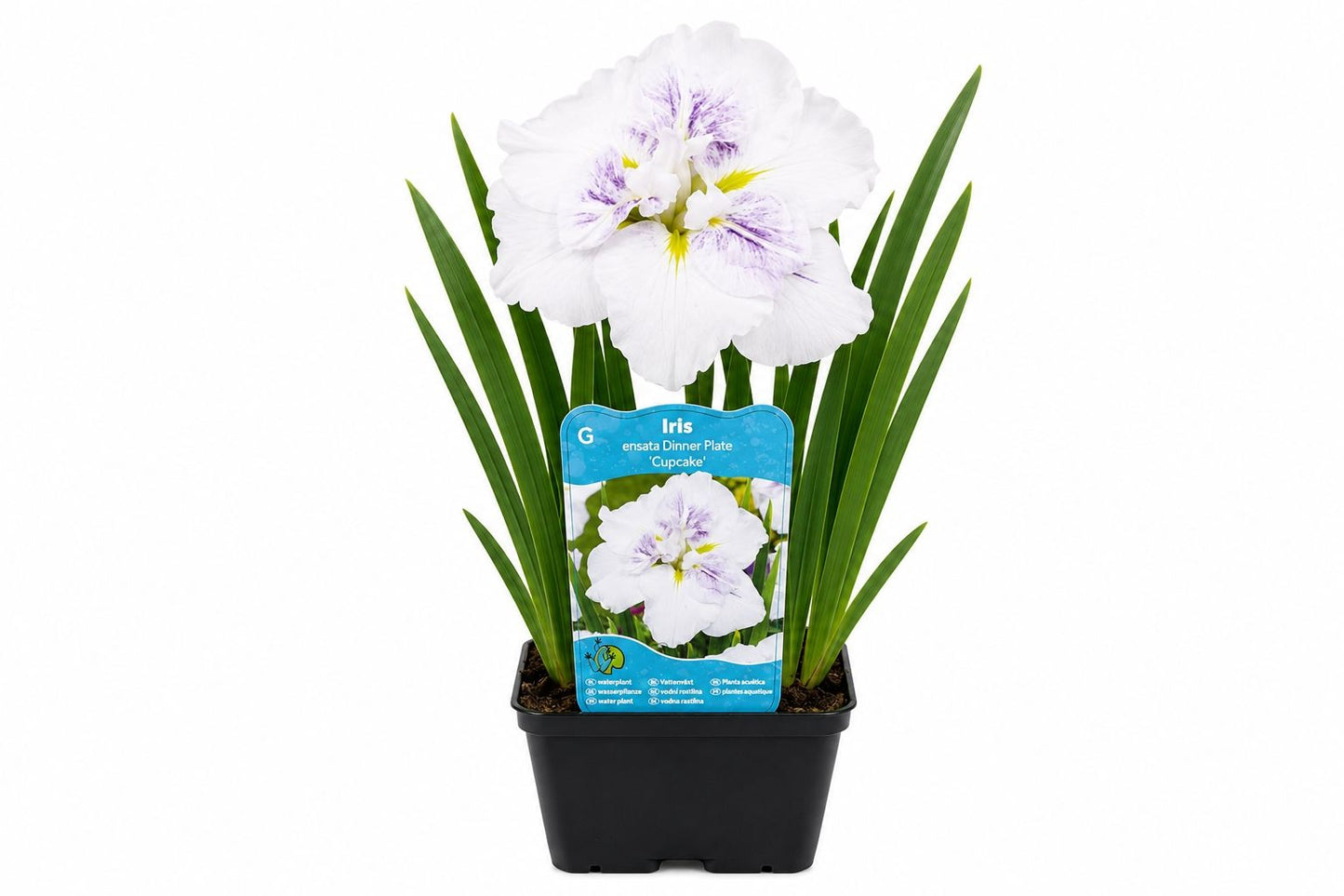 Iris ensata Dinner Plate Cupcake liliachiu la ghiveci, Moerings