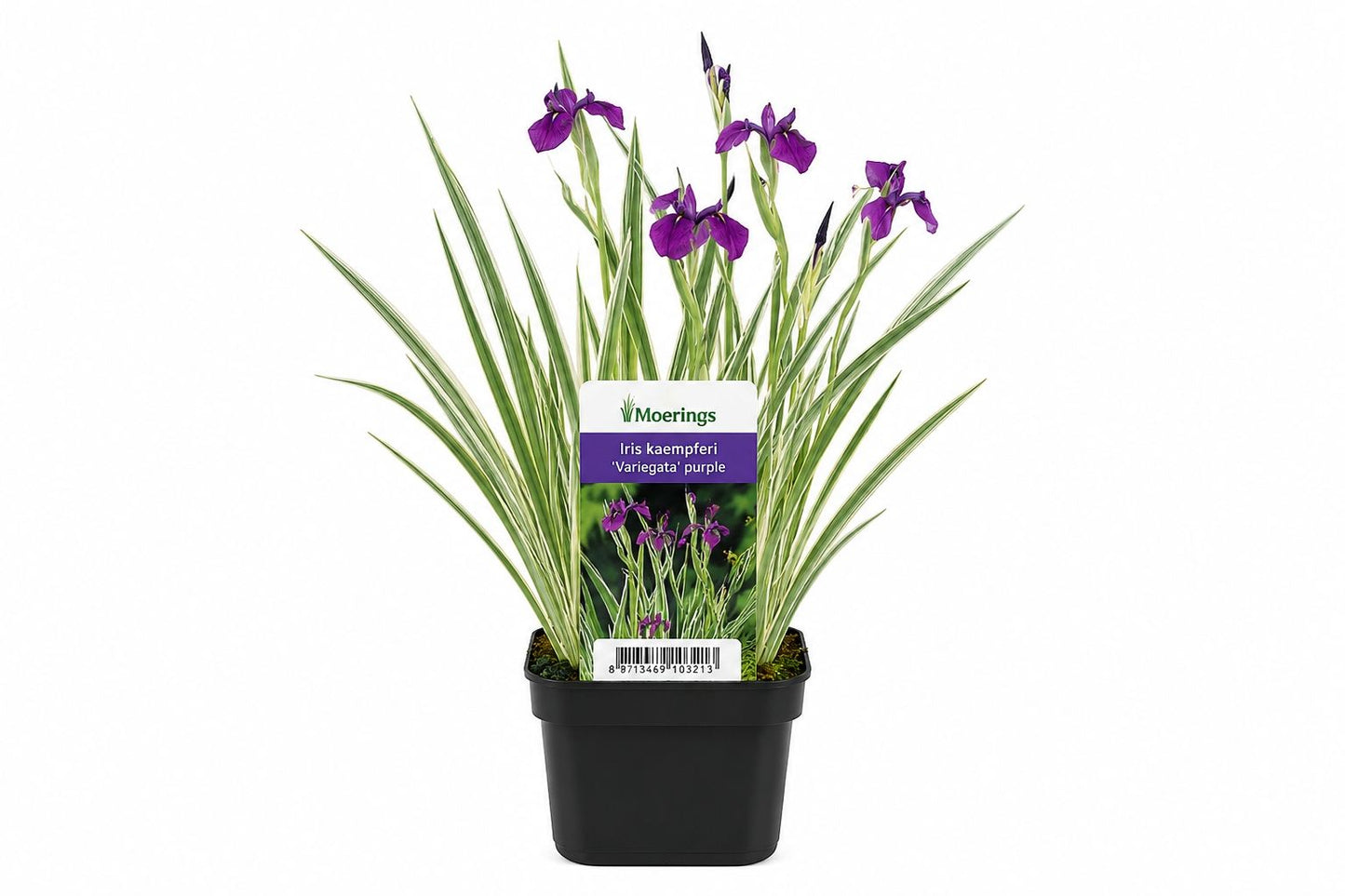 Iris kaempferi Variegata mov la ghiveci, Moerings