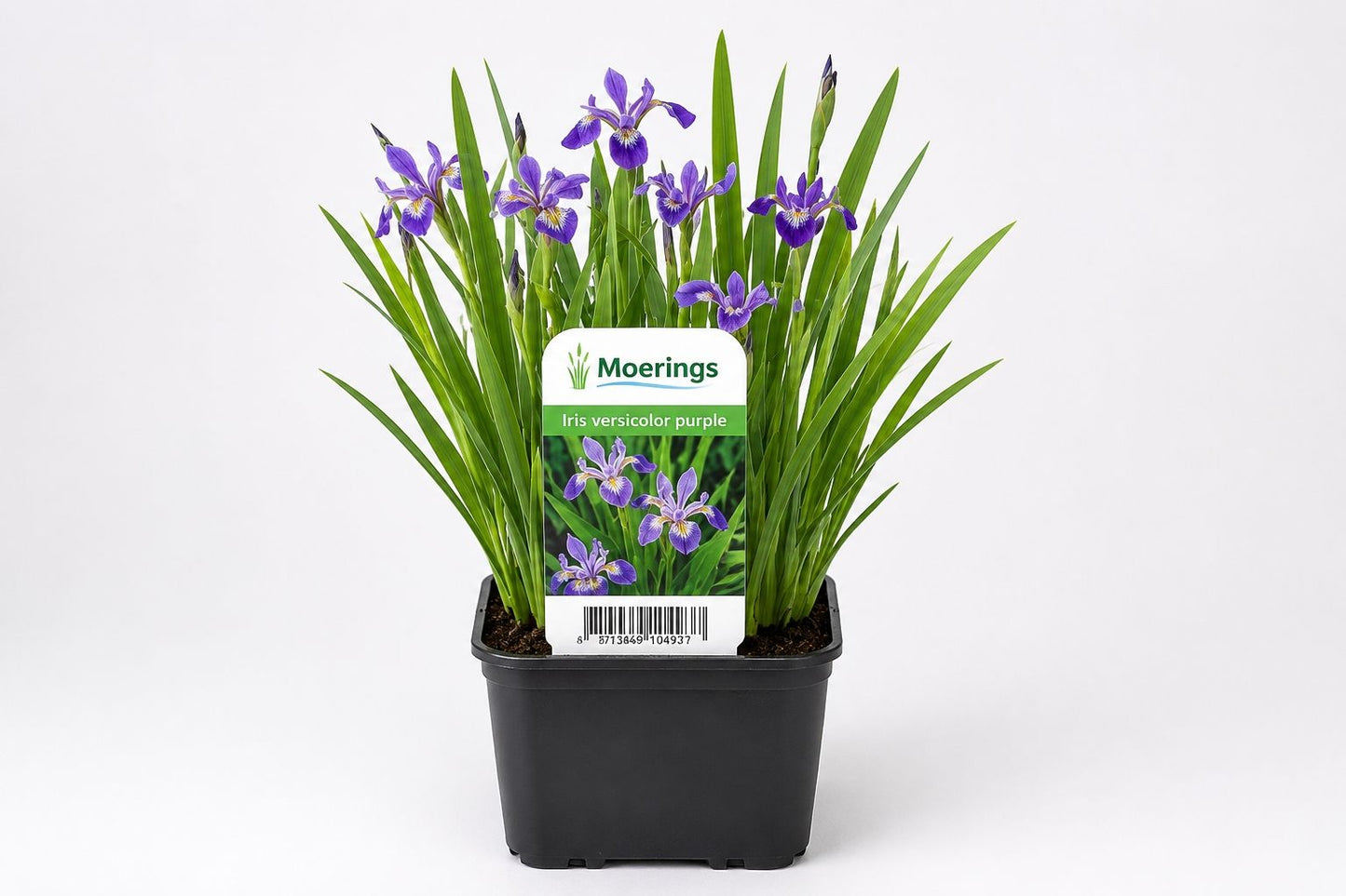 Iris versicolor mov la ghiveci, Moerings