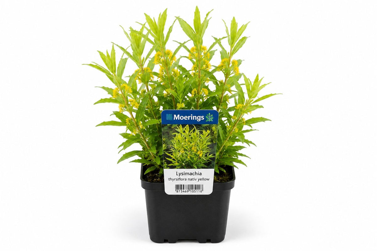 Lysimachia thyrsiflora galbena la ghiveci, Moerings