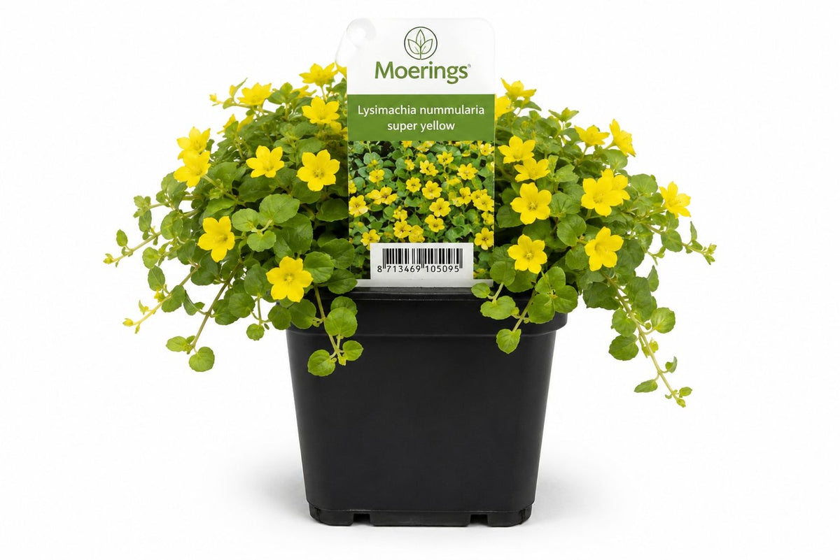 Lysimachia nummularia galbena la ghiveci, Moerings