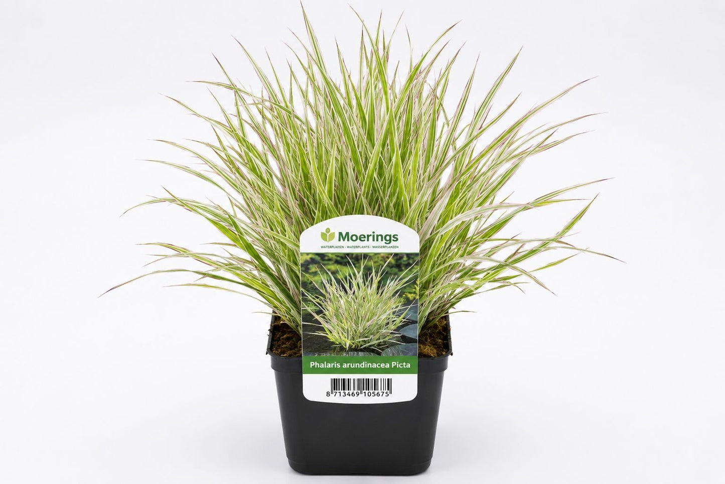 Phalaris arundinacea Picta la ghiveci, Moerings