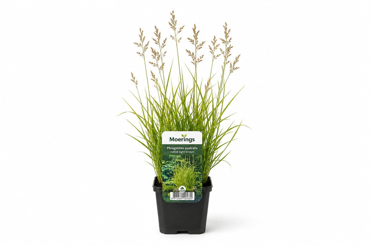 Phragmites australis maro deschis la ghiveci, Moerings