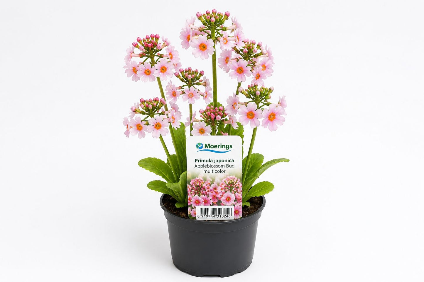 Primula japonica Appleblossom Bud multicolora la ghiveci, Moerings