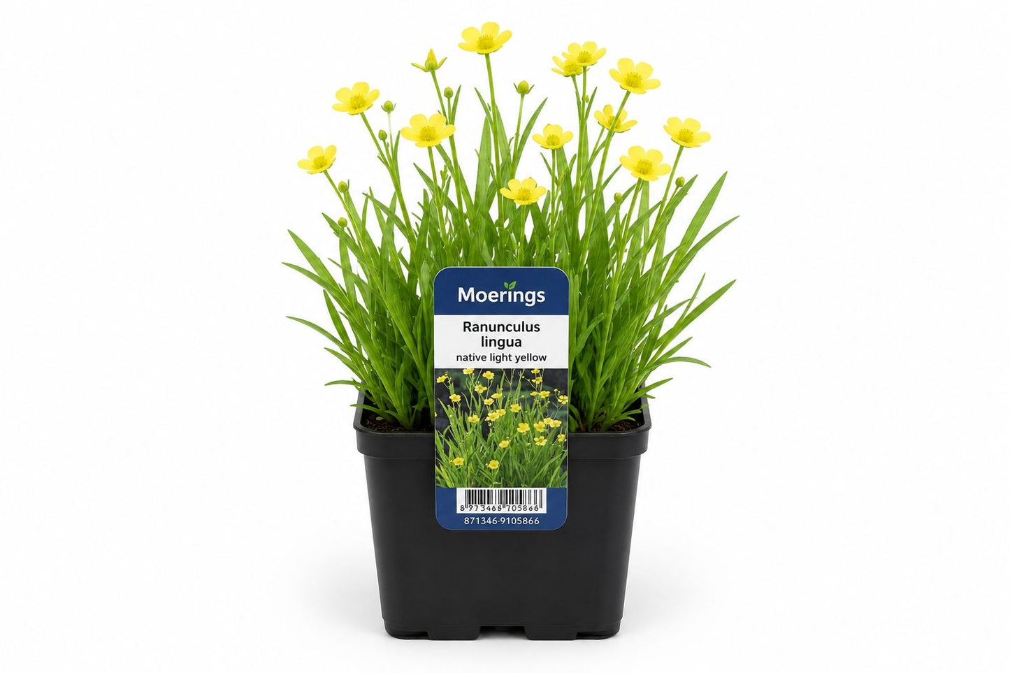 Ranunculus lingua galben deschis la ghiveci, Moerings