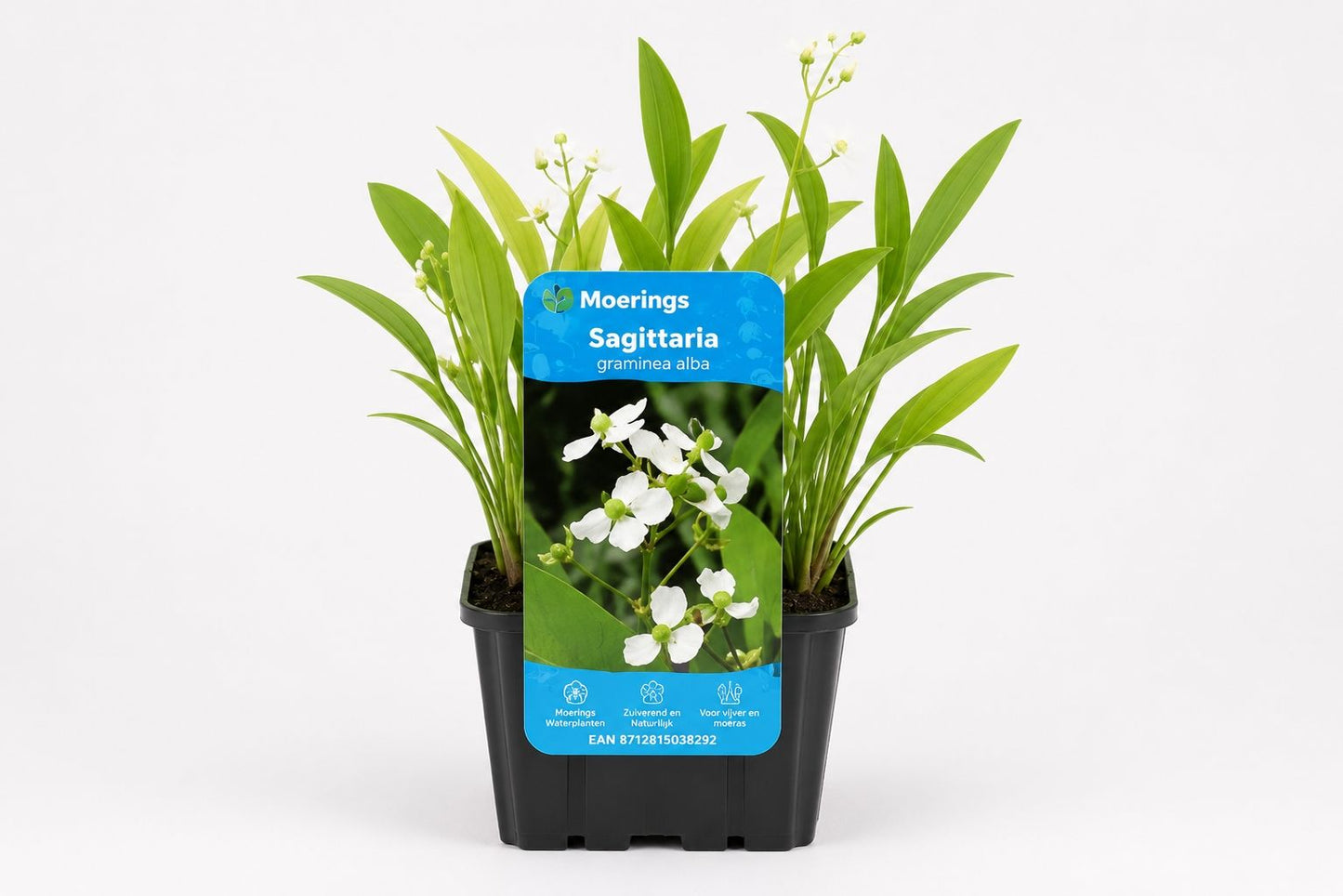 Sagittaria graminea alba la ghiveci, Moerings