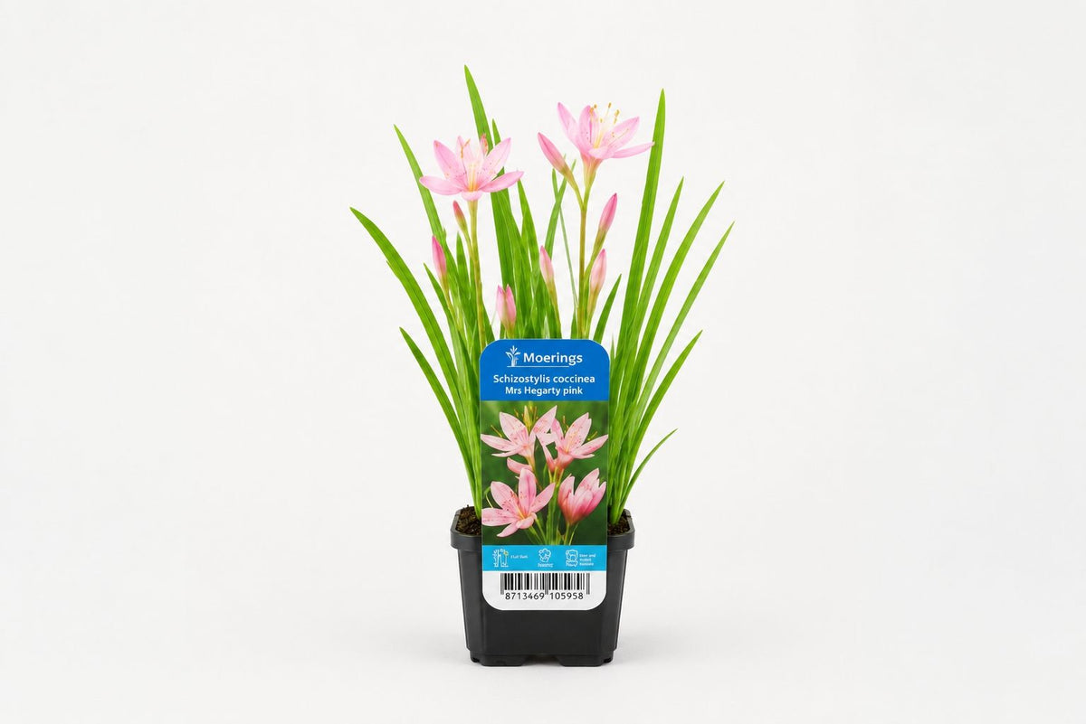 Schizostylis coccinea Mrs Hegarty roz la ghiveci, Moerings