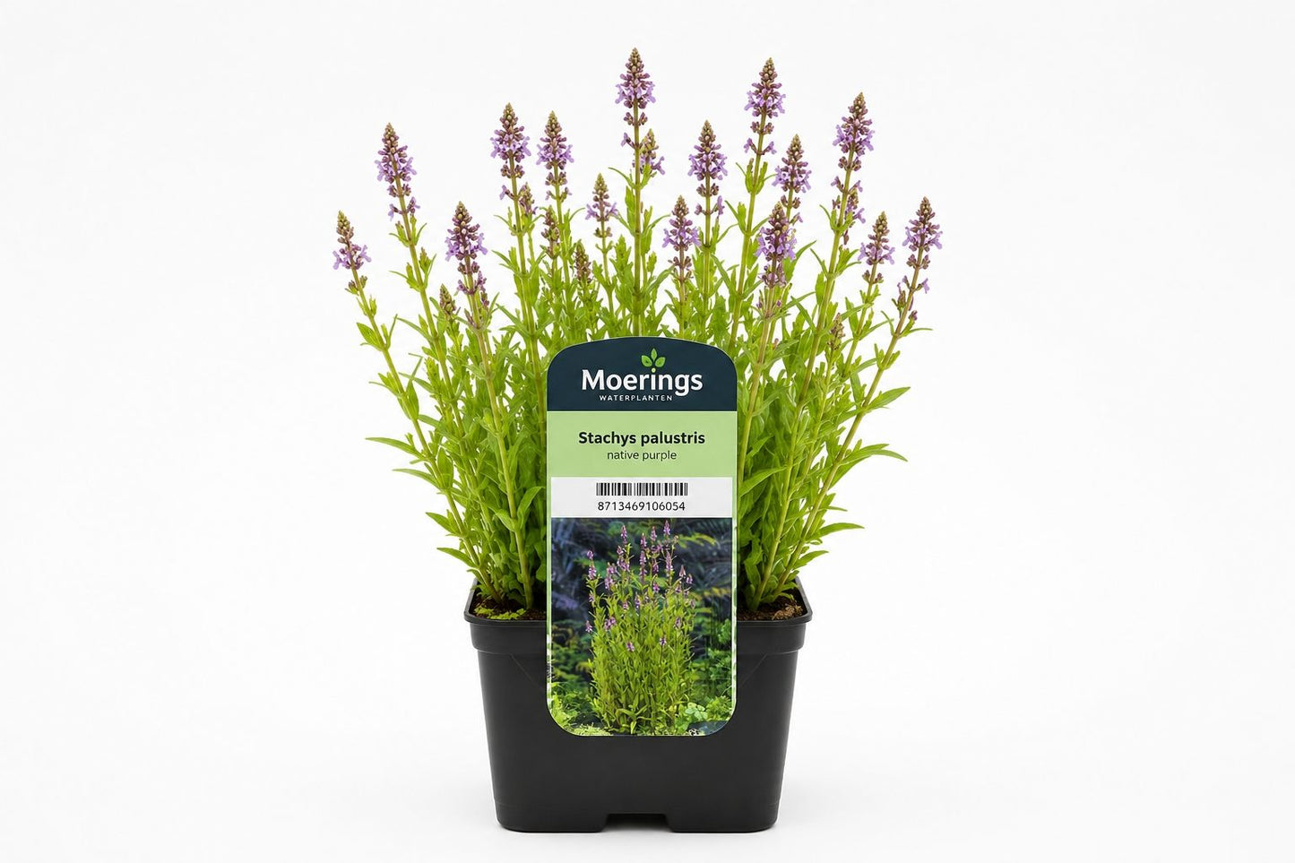 Stachys palustris mov la ghiveci, Moerings