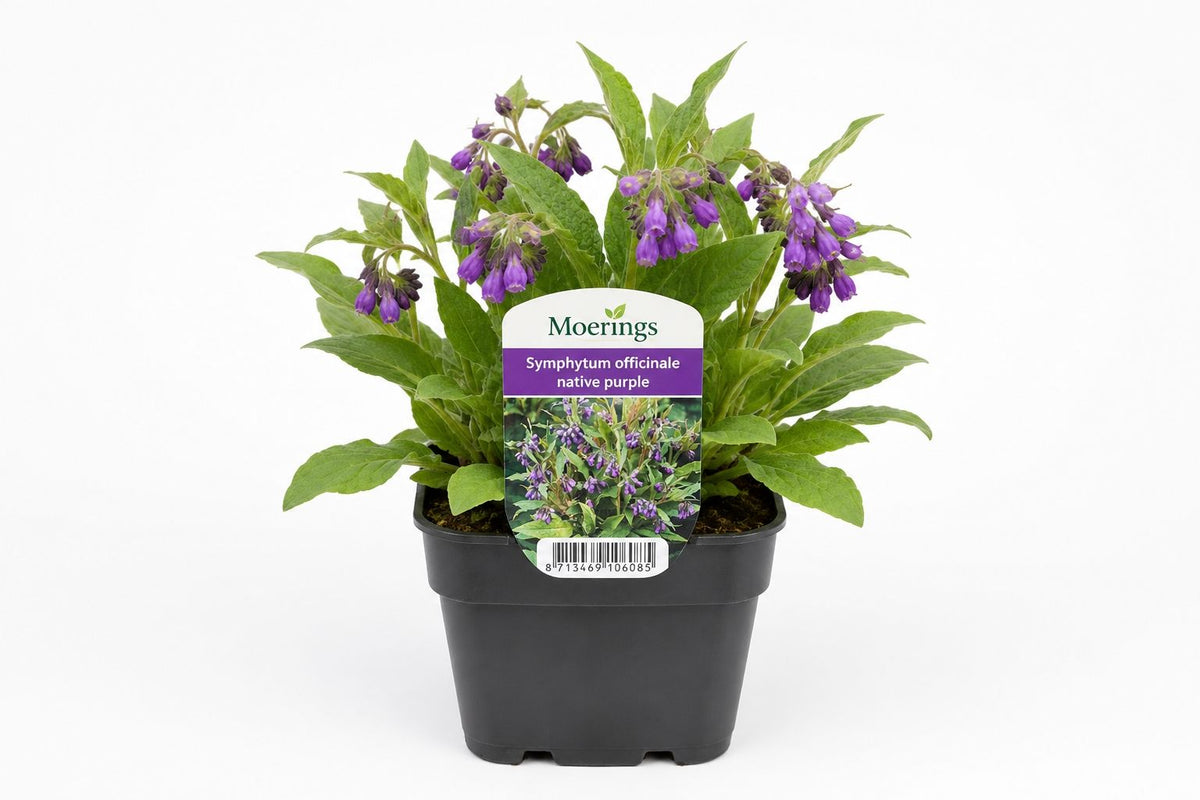 Symphytum officinale nativ mov, la ghiveci, Moerings