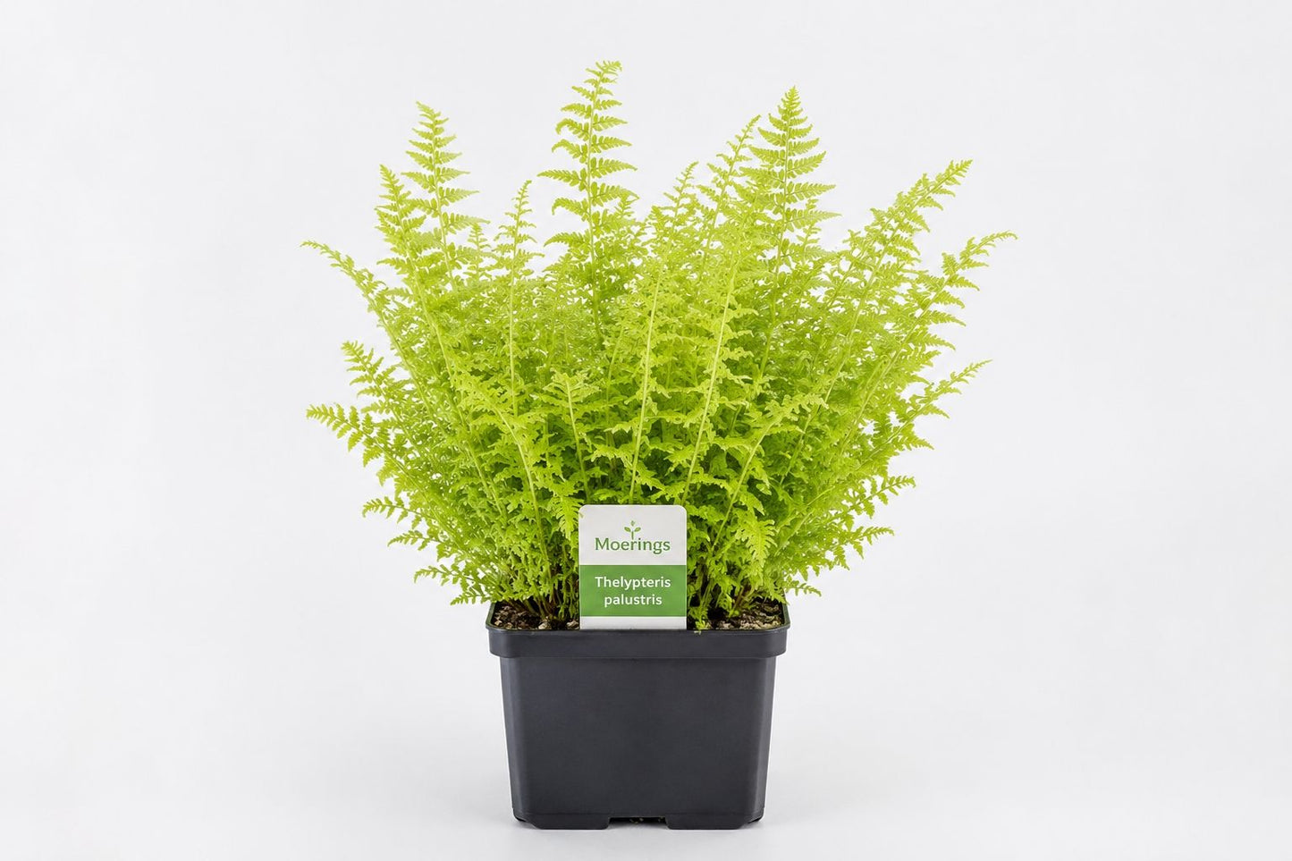 Thelypteris palustris la ghiveci, Moerings